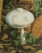 Flora 2002 #7 Oil 8X10