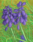 Flora 2003 #1 Oil 8X10