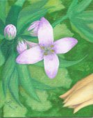 Flora 2003 #3 Oil 8X10